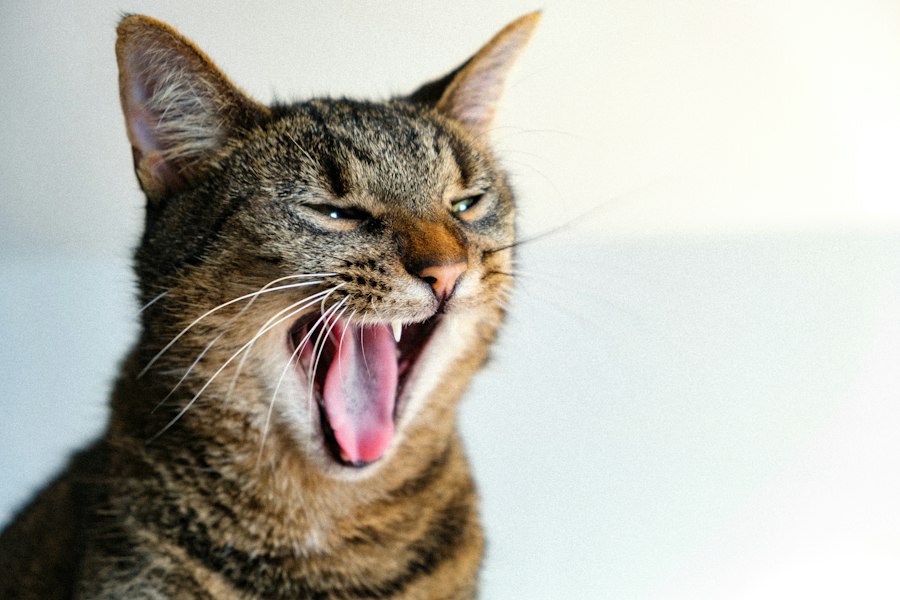 Photo cat vocal